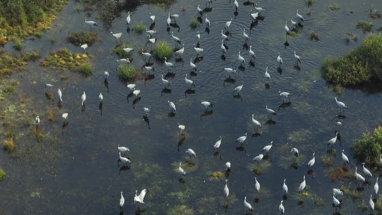 一群普通的鹤(Grus Grus)在秋天向南方迁徙之前停了下来。萨拉马,爱沙尼亚。视频素材