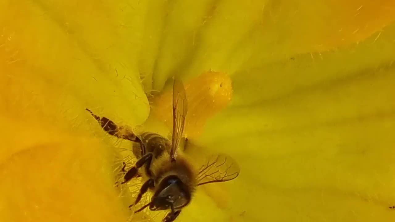 蜜蜂在南瓜花中采蜜视频下载