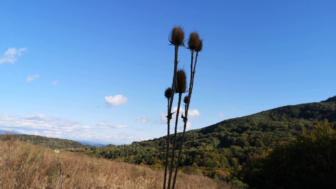 秋山中的水仙视频素材