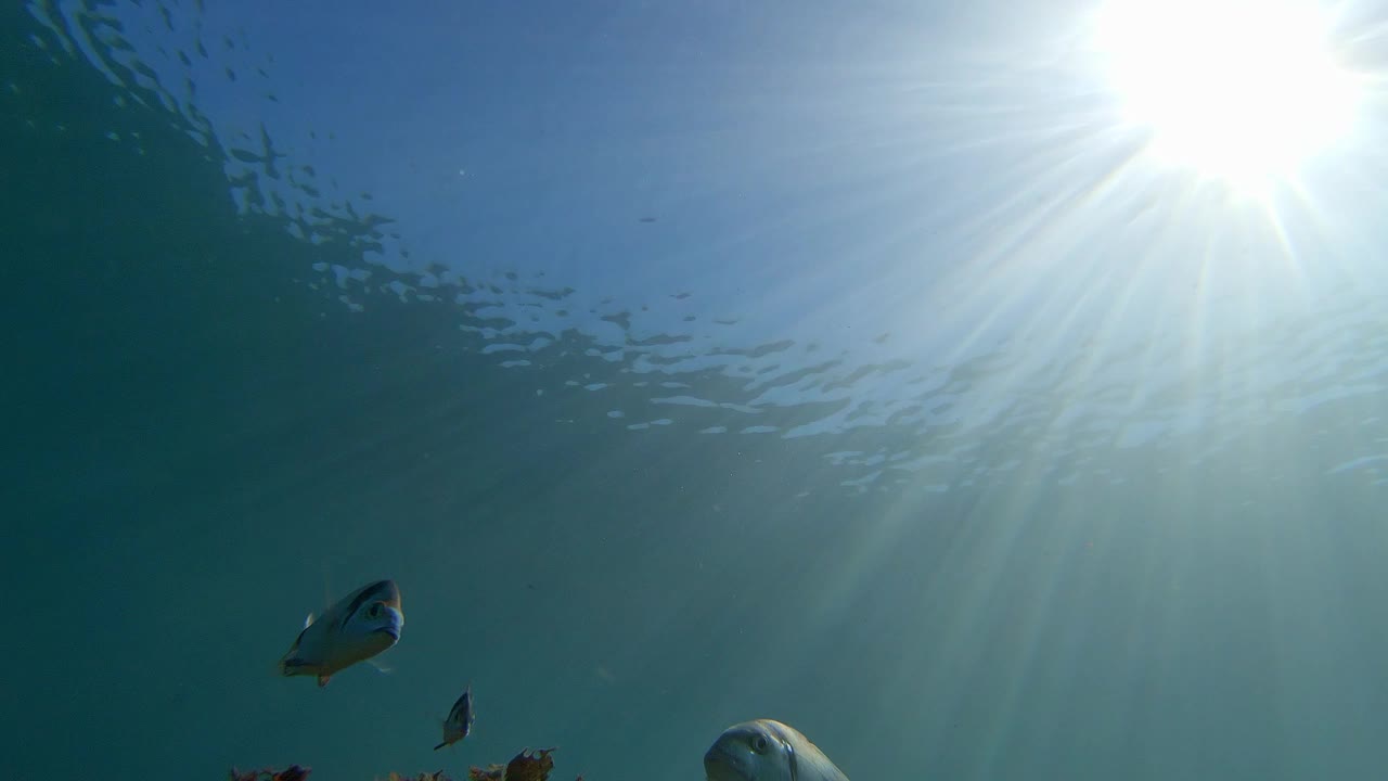 不同种类的鱼在海底吃，靠近水面，地中海，帕拉莫斯，布拉瓦海岸，西班牙加泰罗尼亚视频素材