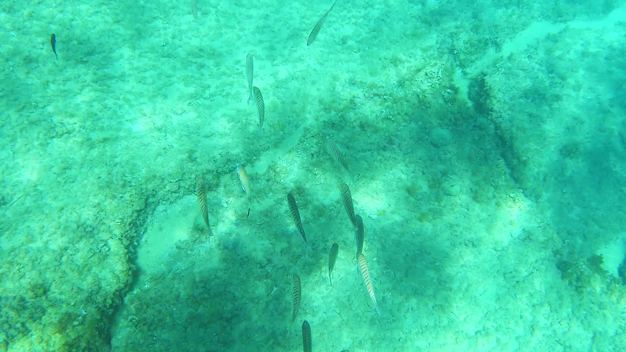 不同种类的鱼在海底吃，靠近水面，地中海，帕拉莫斯，布拉瓦海岸，西班牙加泰罗尼亚视频素材