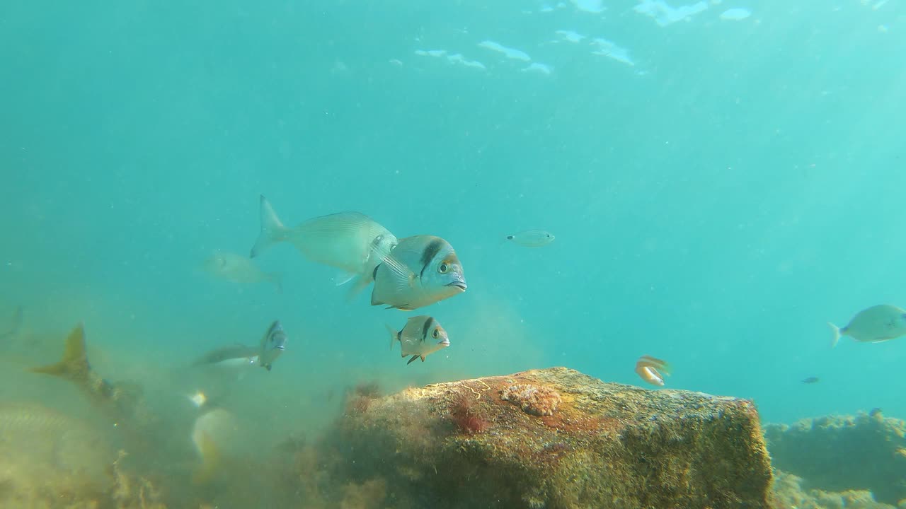 不同种类的鱼在海底吃，靠近水面，地中海，帕拉莫斯，布拉瓦海岸，西班牙加泰罗尼亚视频素材