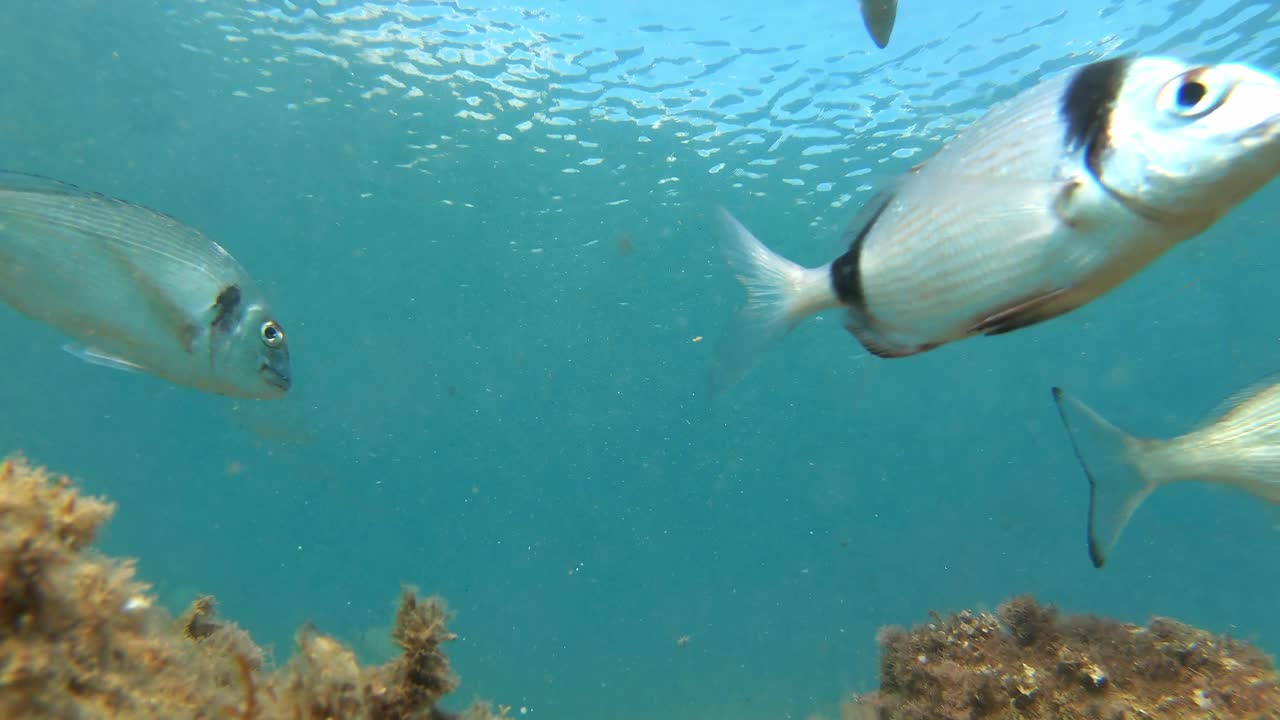 不同种类的鱼在海底吃，靠近水面，地中海，帕拉莫斯，布拉瓦海岸，西班牙加泰罗尼亚视频素材