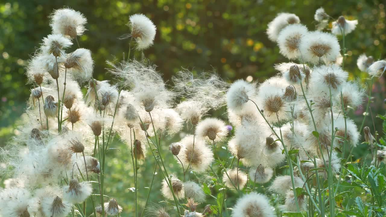 白色蓬松的野花，类似蒲公英田奶蓟在日落时随风摇曳4K Sonchus arvensis，田蓟，多年生蓟，玉米母猪或猪蓟，Dindle Gutweed视频下载