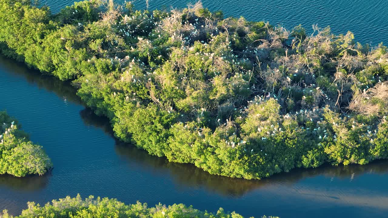 从佛罗里达湿地上俯瞰，成群的白鹭和苍鹭在海水之间的绿色沼泽植被上。野生动物在受保护的自然栖息地视频素材