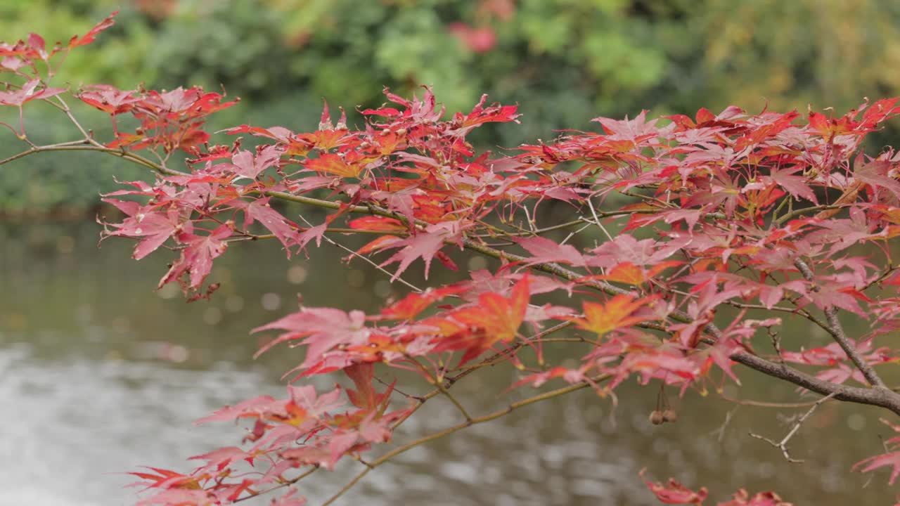 秋日花园中鲜红的日本枫叶或槭叶特写视频素材