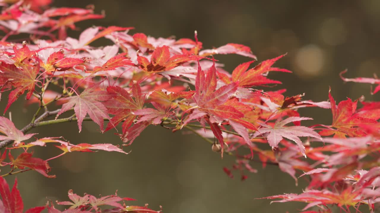秋日花园中鲜红的日本枫叶或槭叶特写视频素材