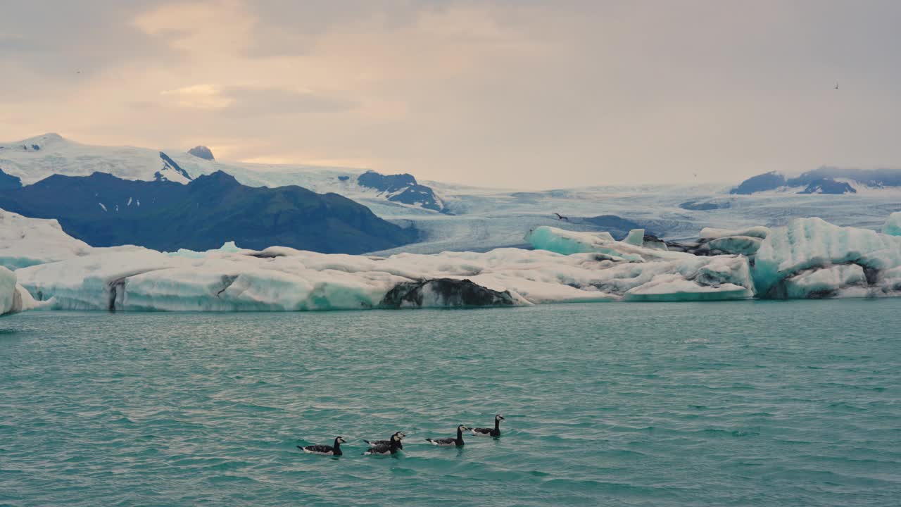 在冰岛Jokulsarlon冰川泻湖游泳的藤壶鹅视频素材