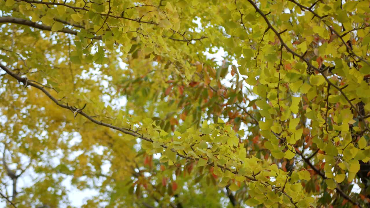 公园里金色的银杏树的叶子衬着清澈的蓝天，显出秋天的色彩。银杏树的叶子和树枝创造视频素材
