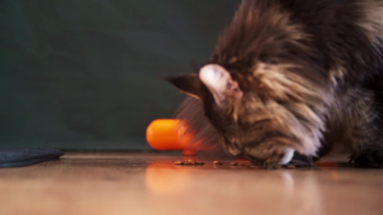 缅因猫吃地上的食物。一只毛茸茸的家猫的特写肖像视频下载