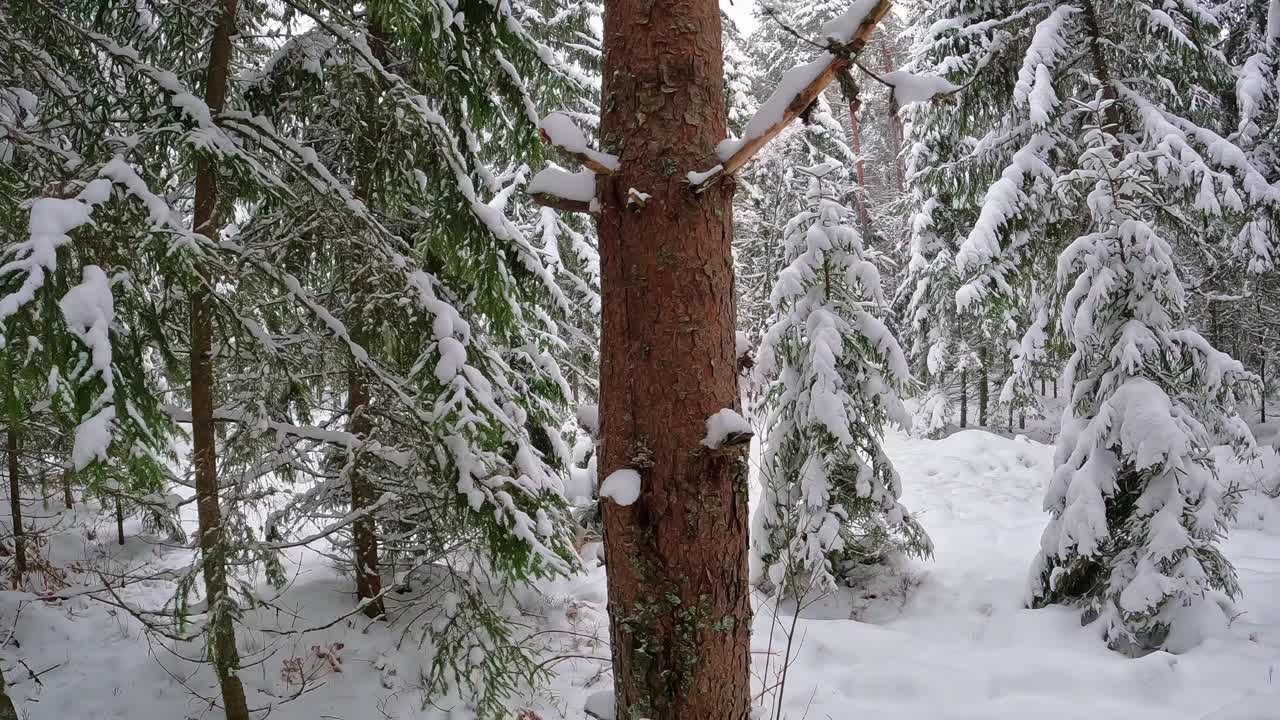 纯净的、闪闪发光的雪微妙地覆盖着大地和雄伟的树木，以及光秃秃的树枝迷人的剪影，这是一个迷人的奇观，迷住了灵魂。视频素材