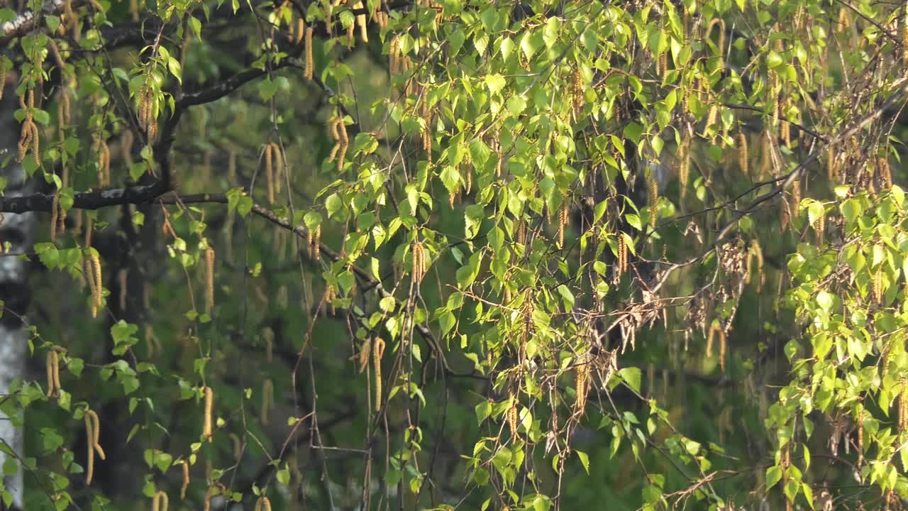 在一个阳光明媚的日子里，桦树绿色的春叶特写视频素材