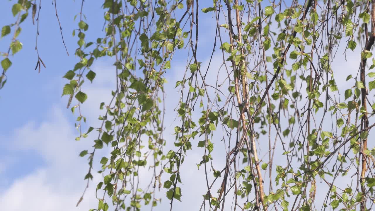 在一个阳光明媚的日子里，桦树绿色的春叶特写视频素材