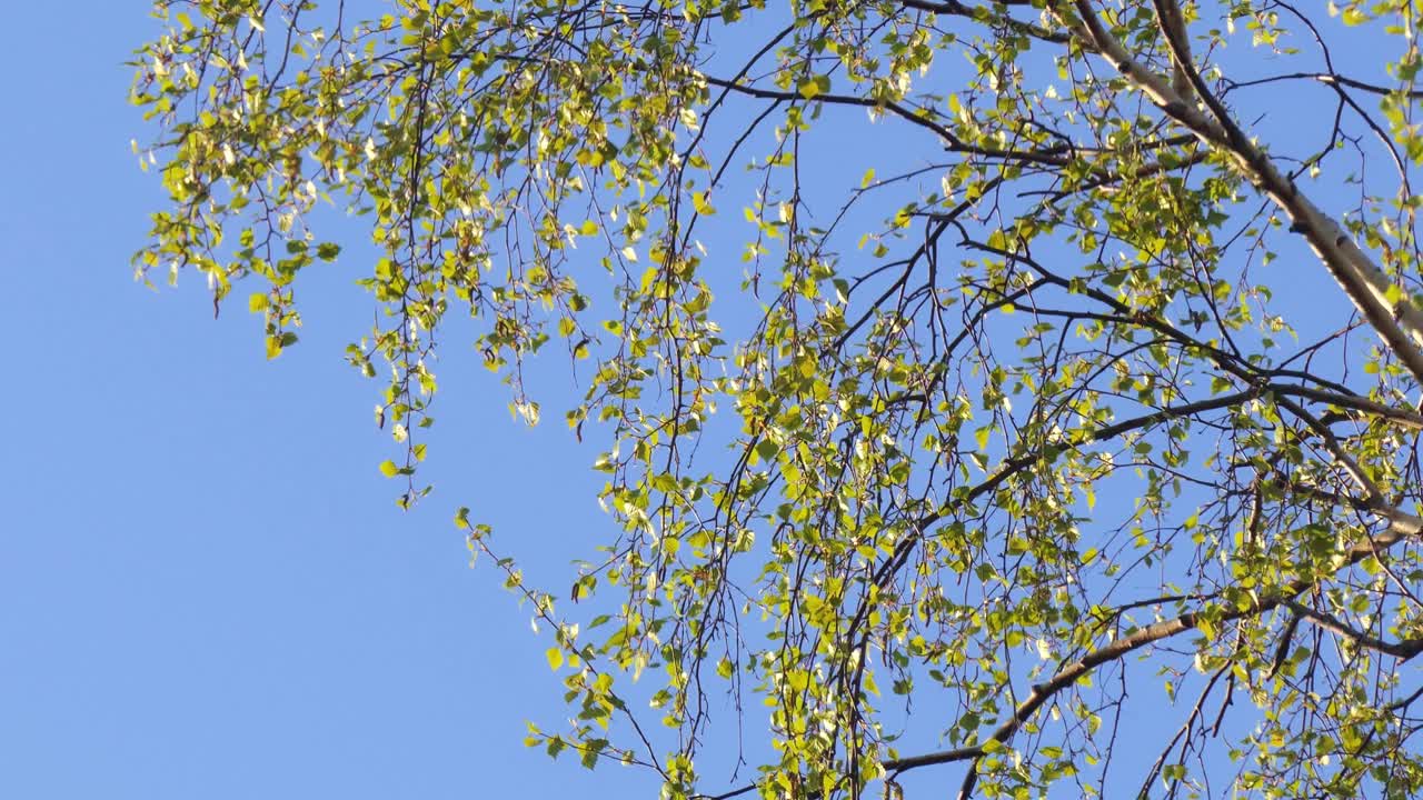 在一个阳光明媚的日子里，桦树绿色的春叶特写视频素材