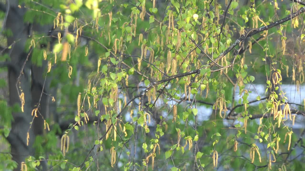 在一个阳光明媚的日子里，桦树绿色的春叶特写视频素材