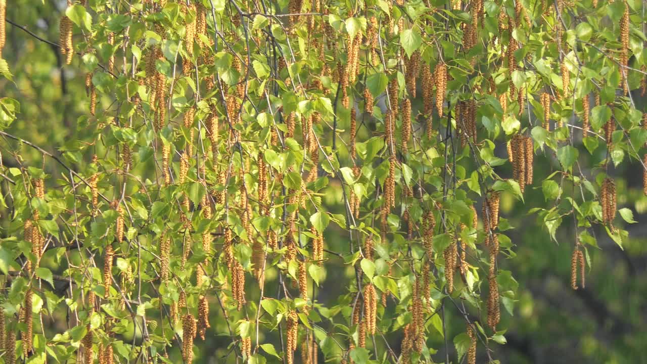 在一个阳光明媚的日子里，桦树绿色的春叶特写视频素材