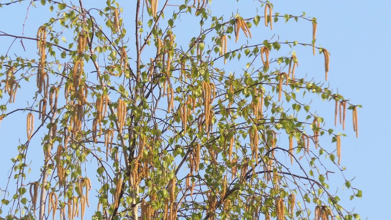 close-up of birch green spring leaves on a sunny day视频素材