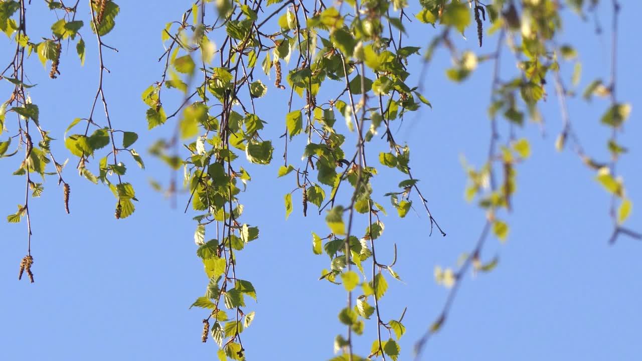 在一个阳光明媚的日子里，桦树绿色的春叶特写视频素材