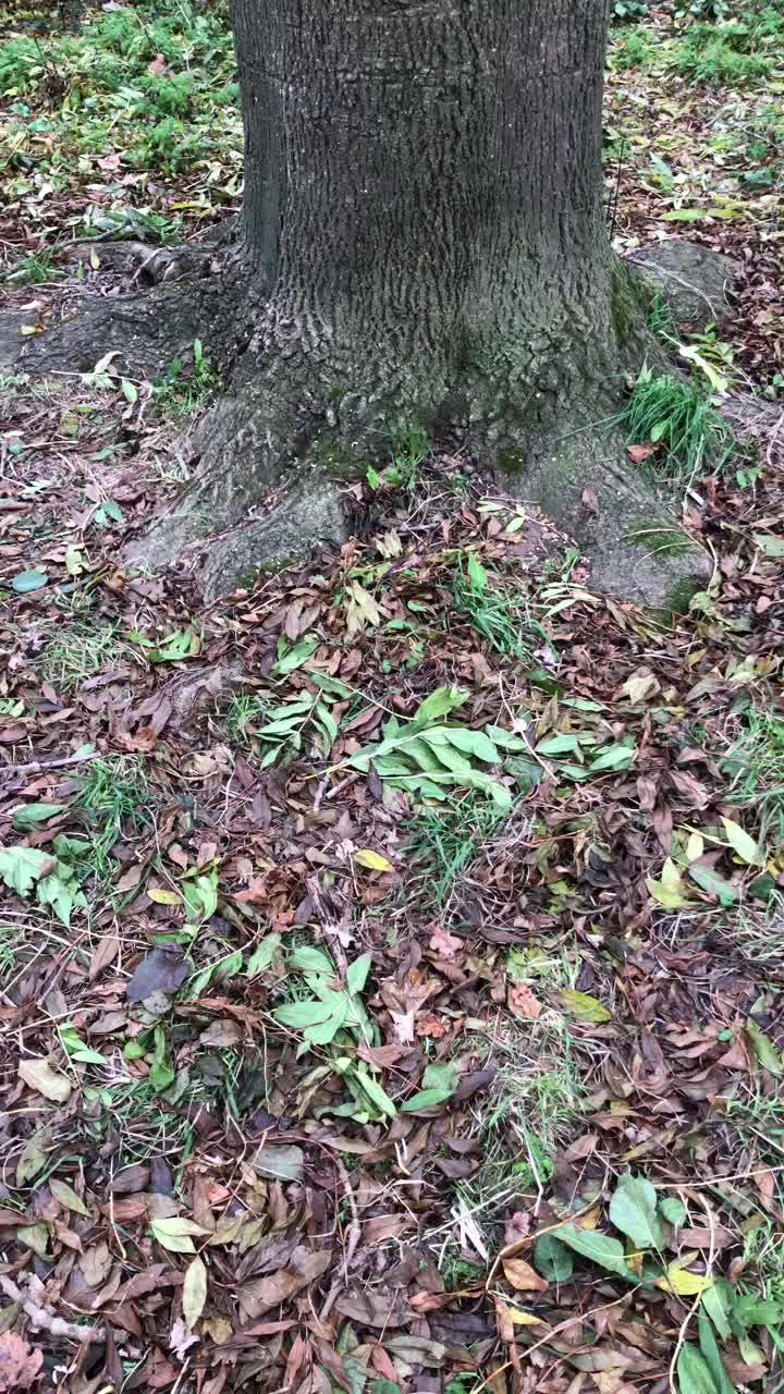 常见的灰树干和凋落叶视频下载