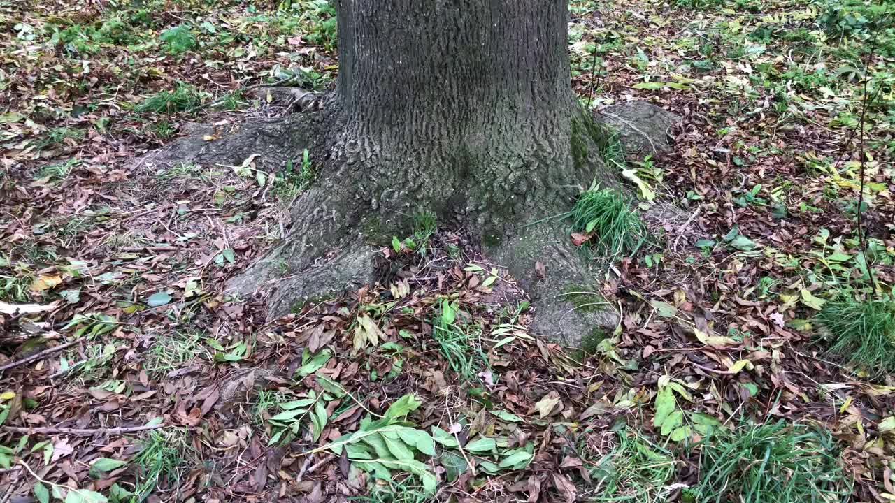 常见的灰树干和凋落叶视频下载