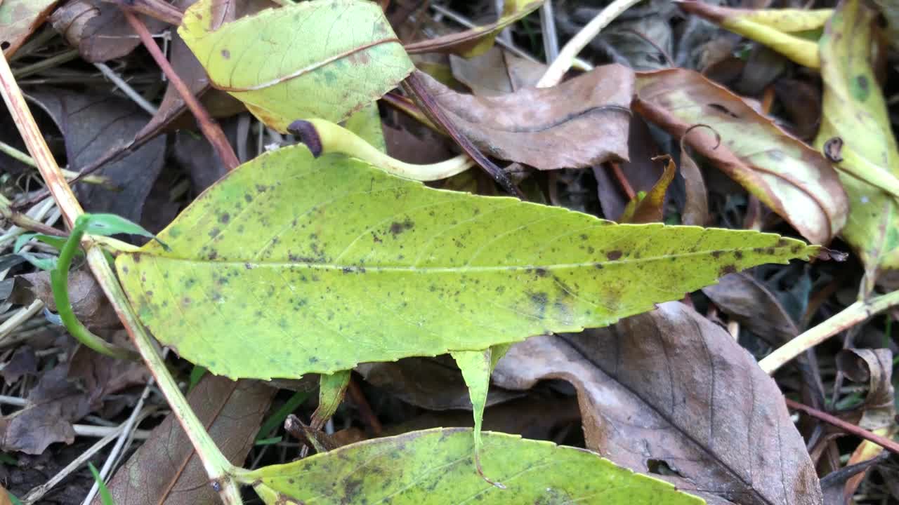 普通白蜡树凋落叶视频下载