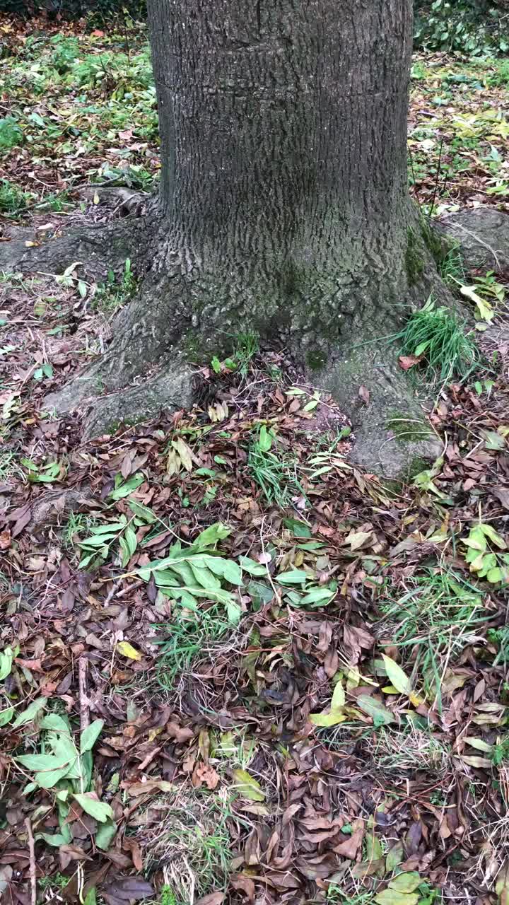 常见的灰树干和凋落叶视频下载