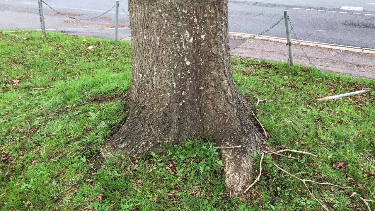 普通的白蜡树-整棵树视频下载