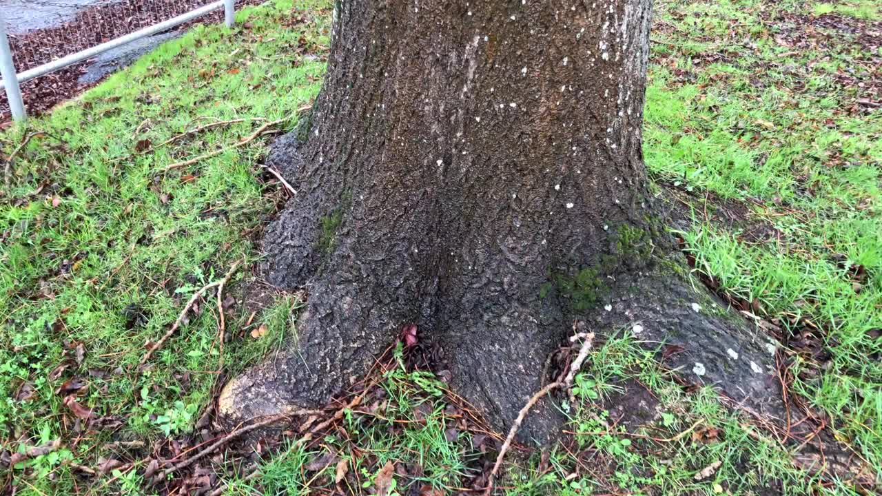 普通的白蜡树-整棵树视频下载