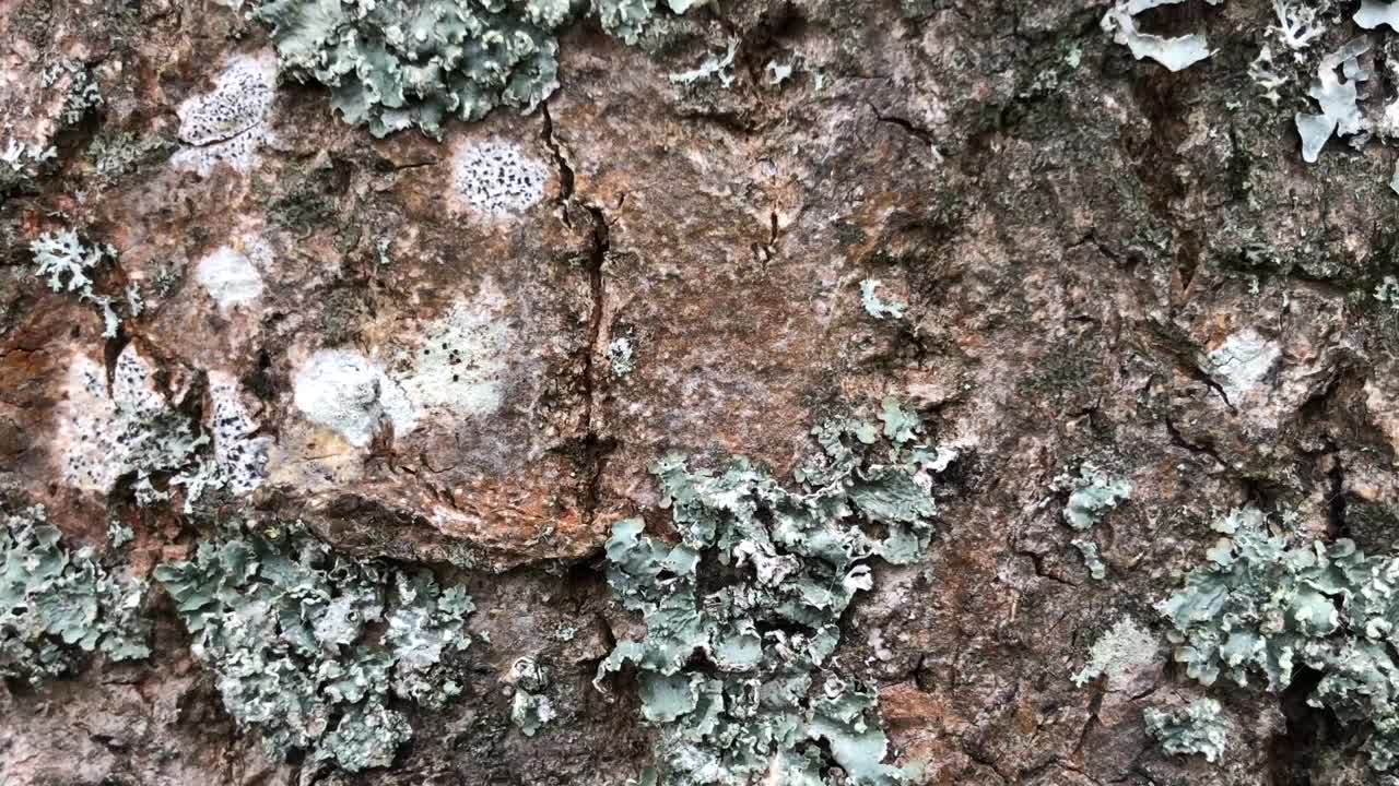 普通的灰树干/树皮视频下载