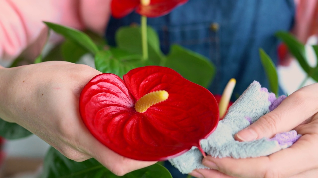 年轻女子在家里照顾鲜花。穿着围裙的家庭主妇正在擦拭红掌上的灰尘。女孩在给叶子喷洒农药后照料植物。4K园艺概念，植物学。视频下载