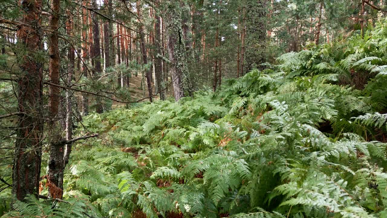 马德里瓜达拉马山，在一个神秘的环境中，有蕨类植物和其他植被。视频素材