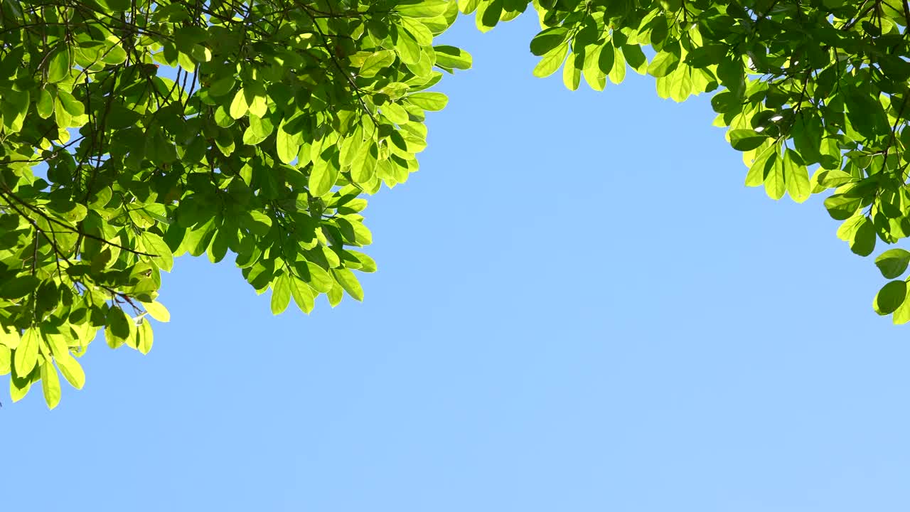 树叶对天空夏天的背景。树天空文本空间区域视频素材