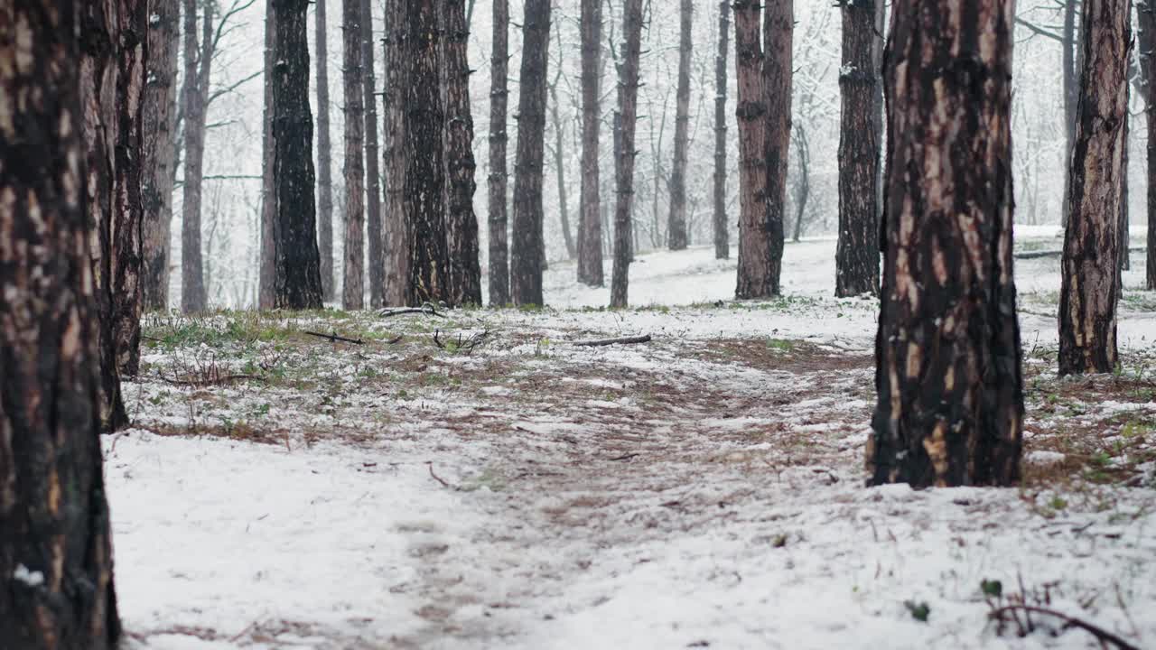 第一场雪期间的针叶林视频素材