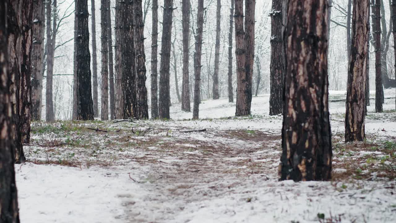 第一场雪期间的针叶林视频素材