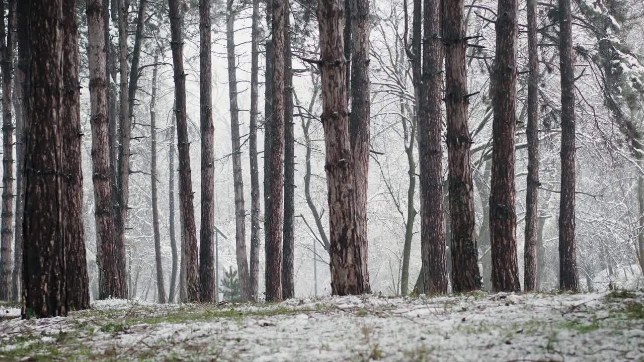 第一场雪期间的针叶林视频素材