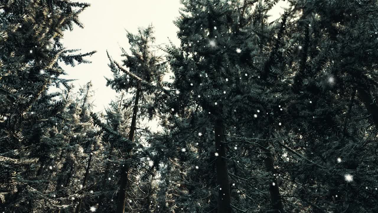 冬天的仙境森林，树木被雪覆盖视频素材