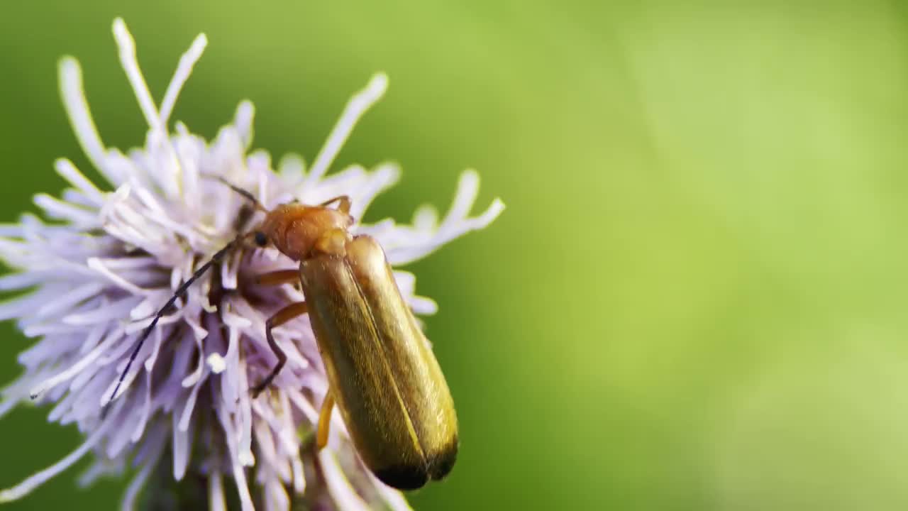 半煮的甲虫(Rhagonycha fulva)在开花的蓟头上视频素材