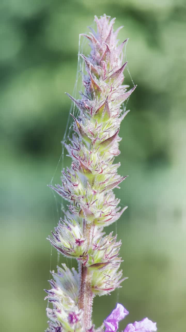 紫色或具尖刺的松散花的极端特写，水杨曲属视频素材