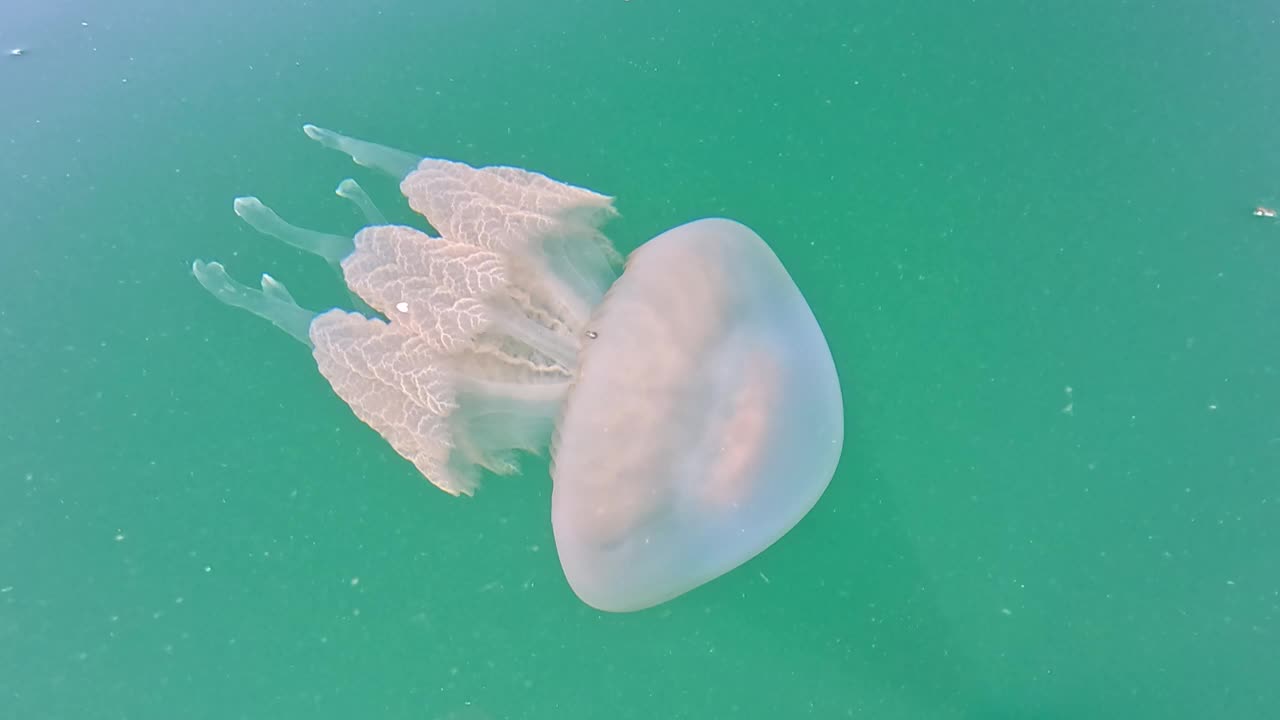 海水表面。低角度观察水母在清澈蔚蓝的海水。太阳眩光。抽象航海夏季海洋自然。度假和旅游的概念。缓慢的运动。天气和气候变化视频素材