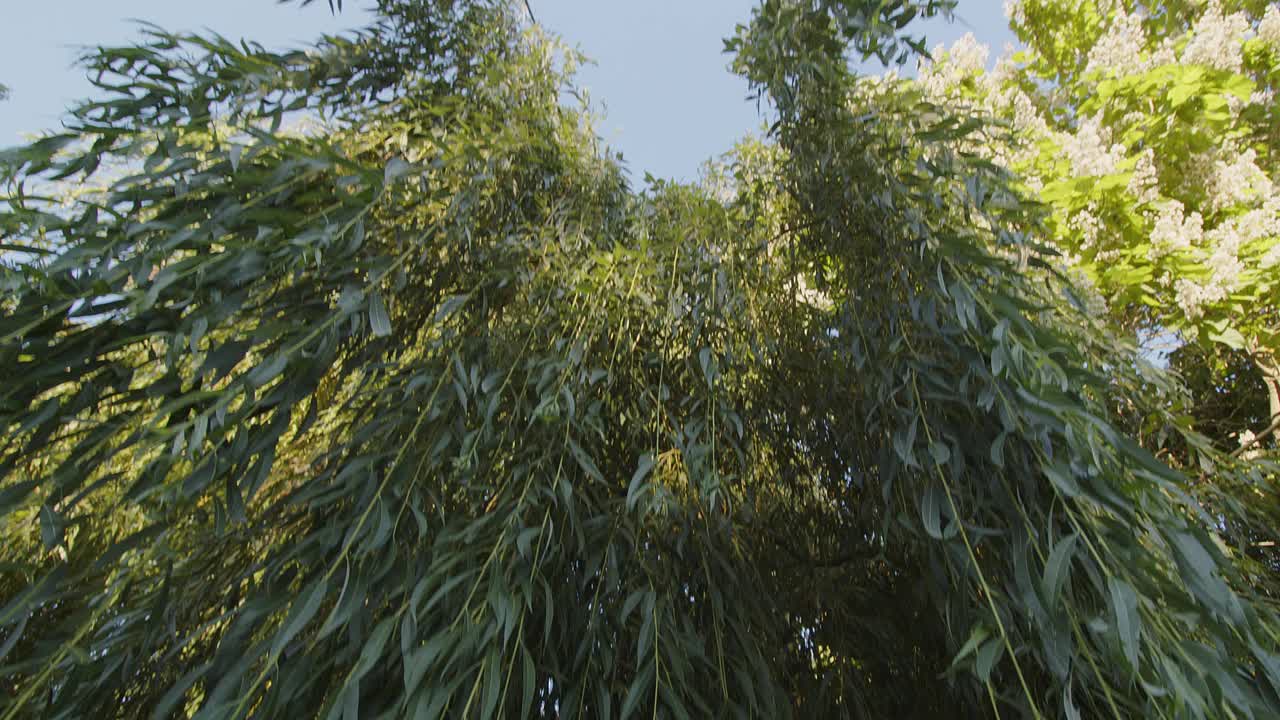 广角镜头。在阳光明媚的蓝天背景下，柳树翘起的叶子。柳叶随风飘动，阳光闪烁。视频素材