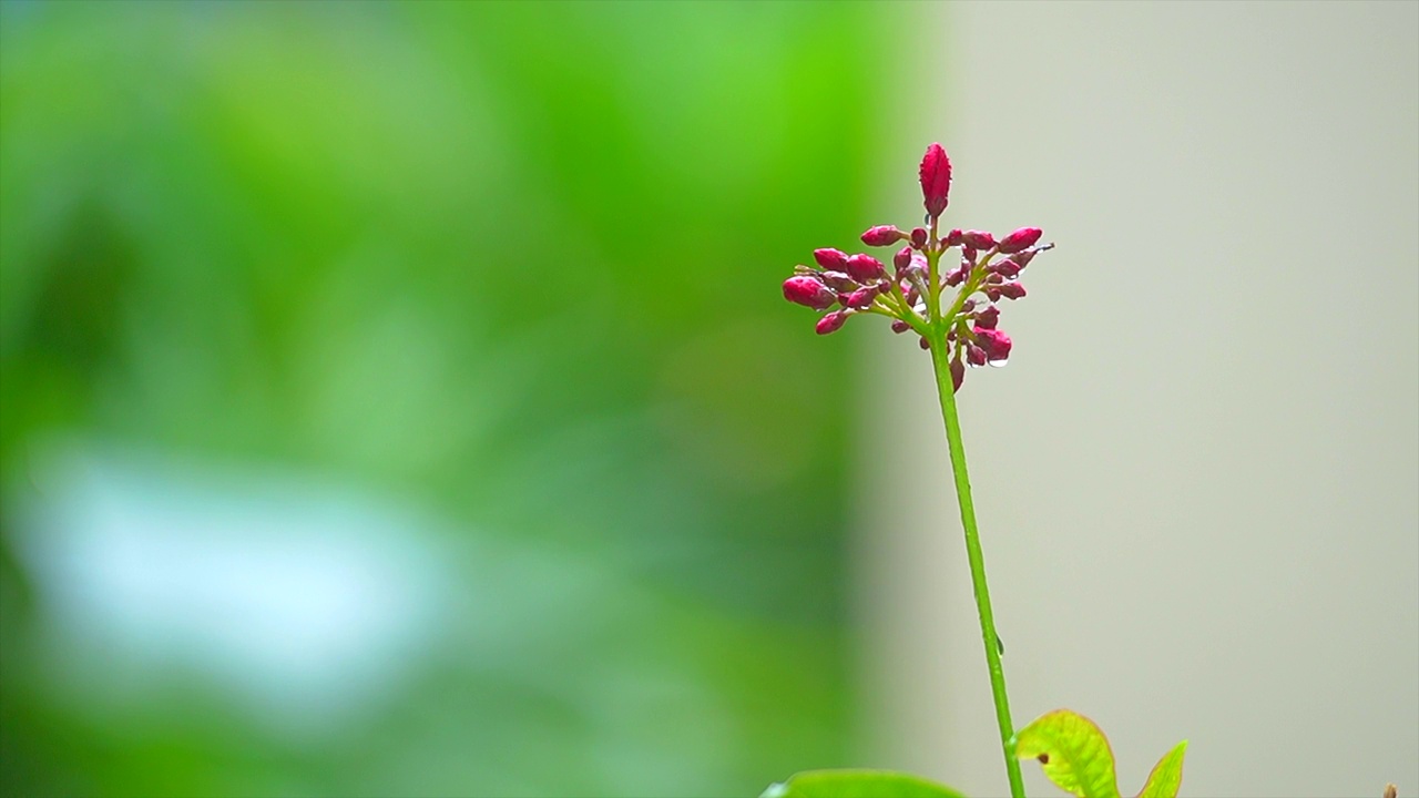 雨滴落在小红花上。视频下载