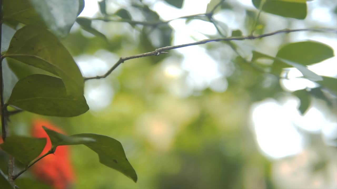 花园里美丽的天竺葵花——红色的天竺葵花。美丽的天竺葵花。外面长着美丽的野花。特写镜头视频素材