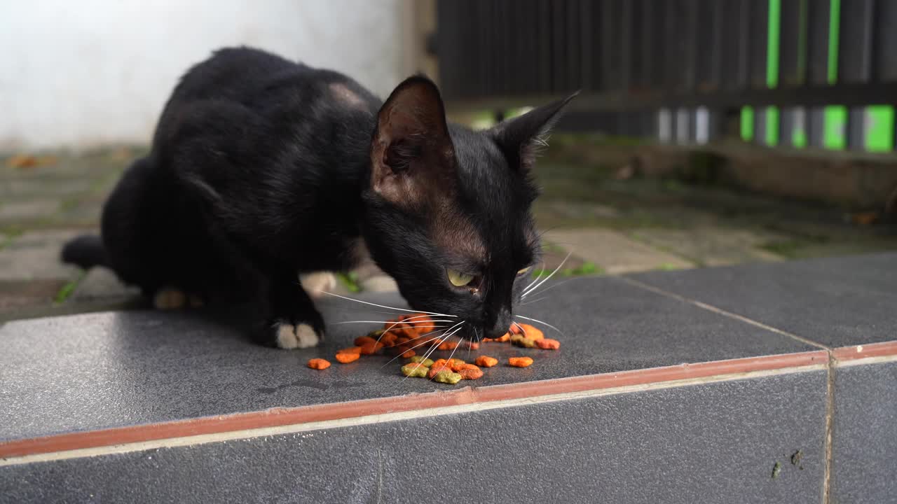 黑猫正在吃特殊的干粮视频下载