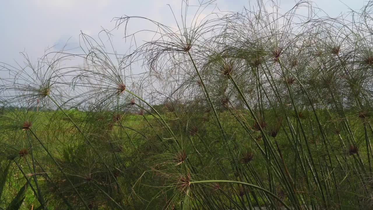 被风吹起的绿草视频素材