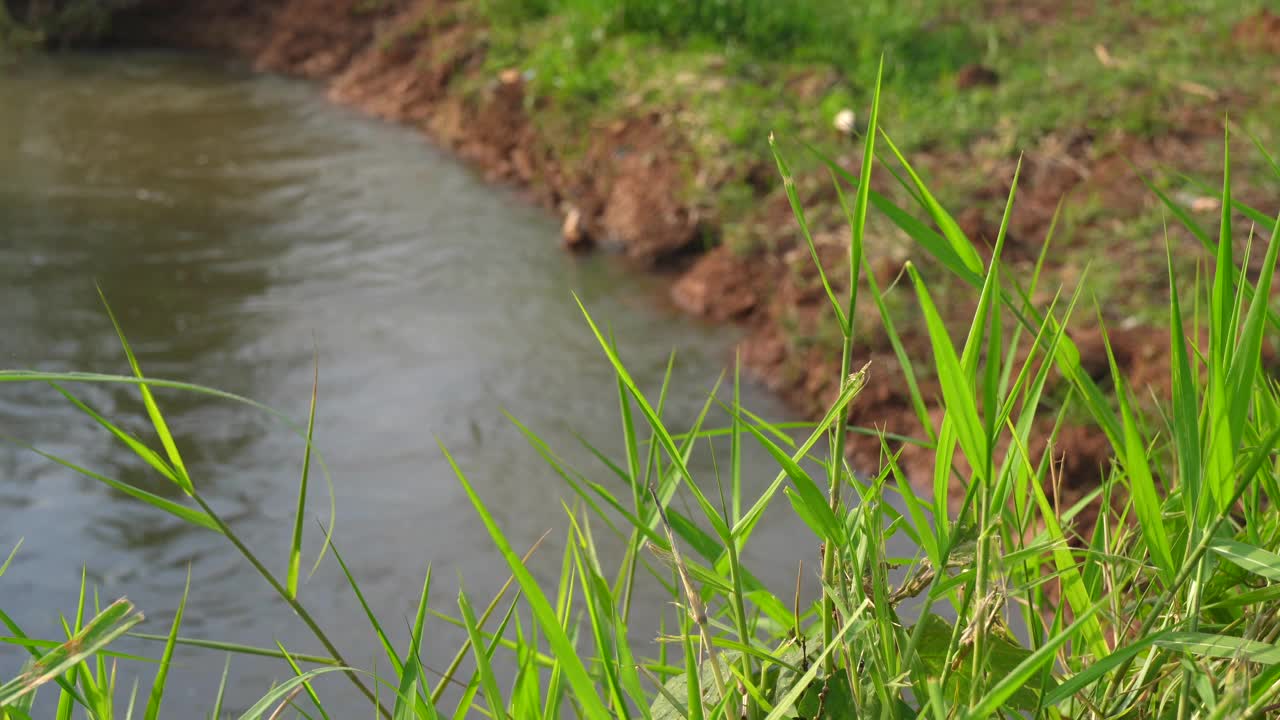 绿油油的野草随风飘荡，背后是一条流淌的河流视频素材