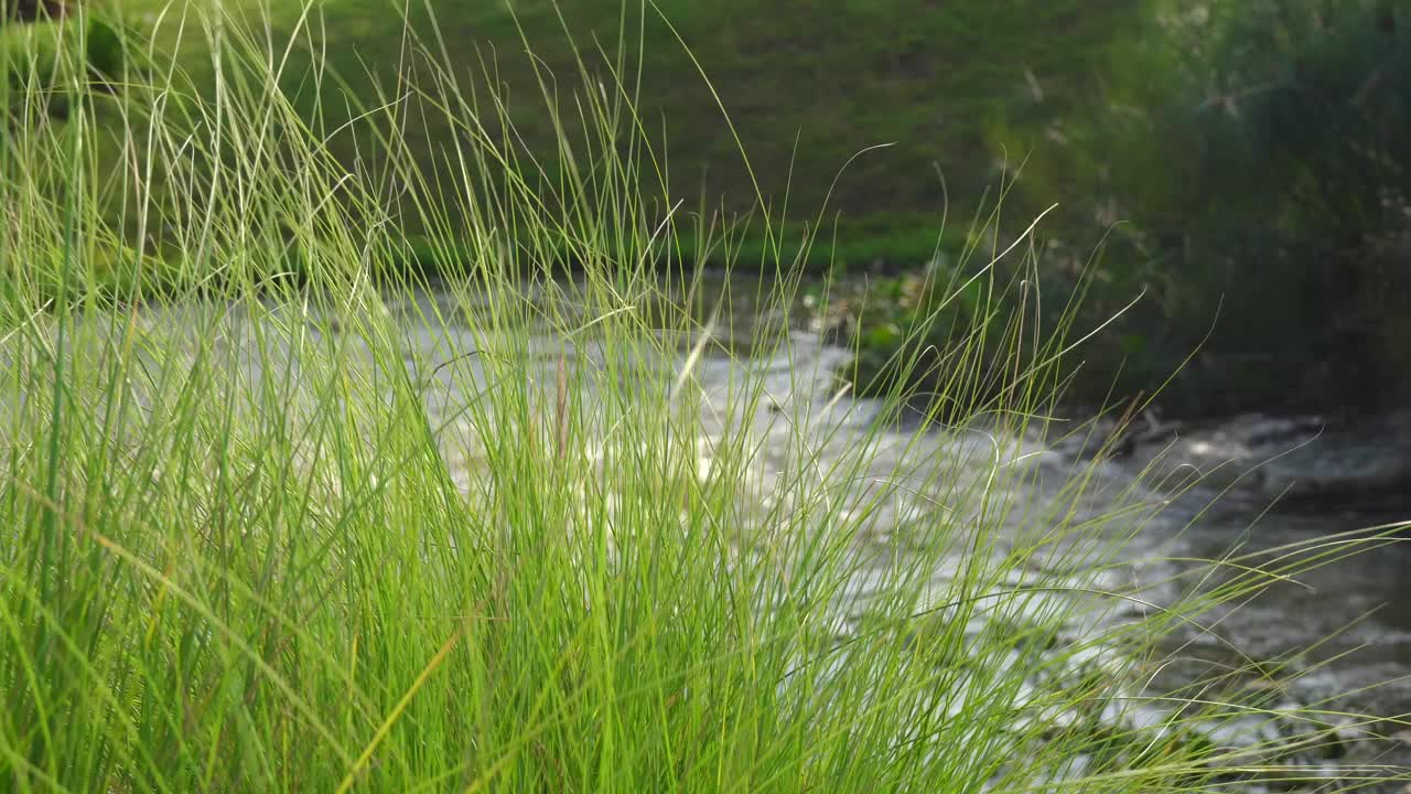 绿油油的野草随风飘荡，背后是一条流淌的河流视频素材