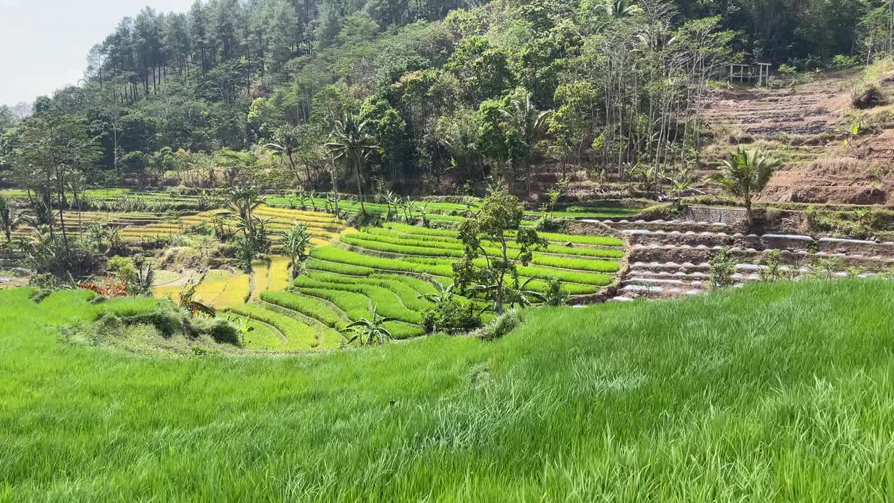 稻田全景视频素材