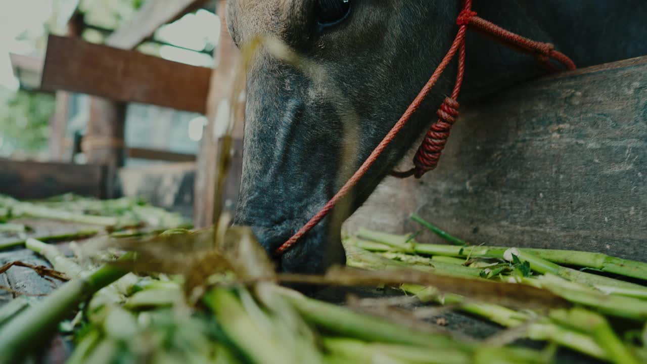 亚洲水牛在宁静的乡村草地上吃草视频素材