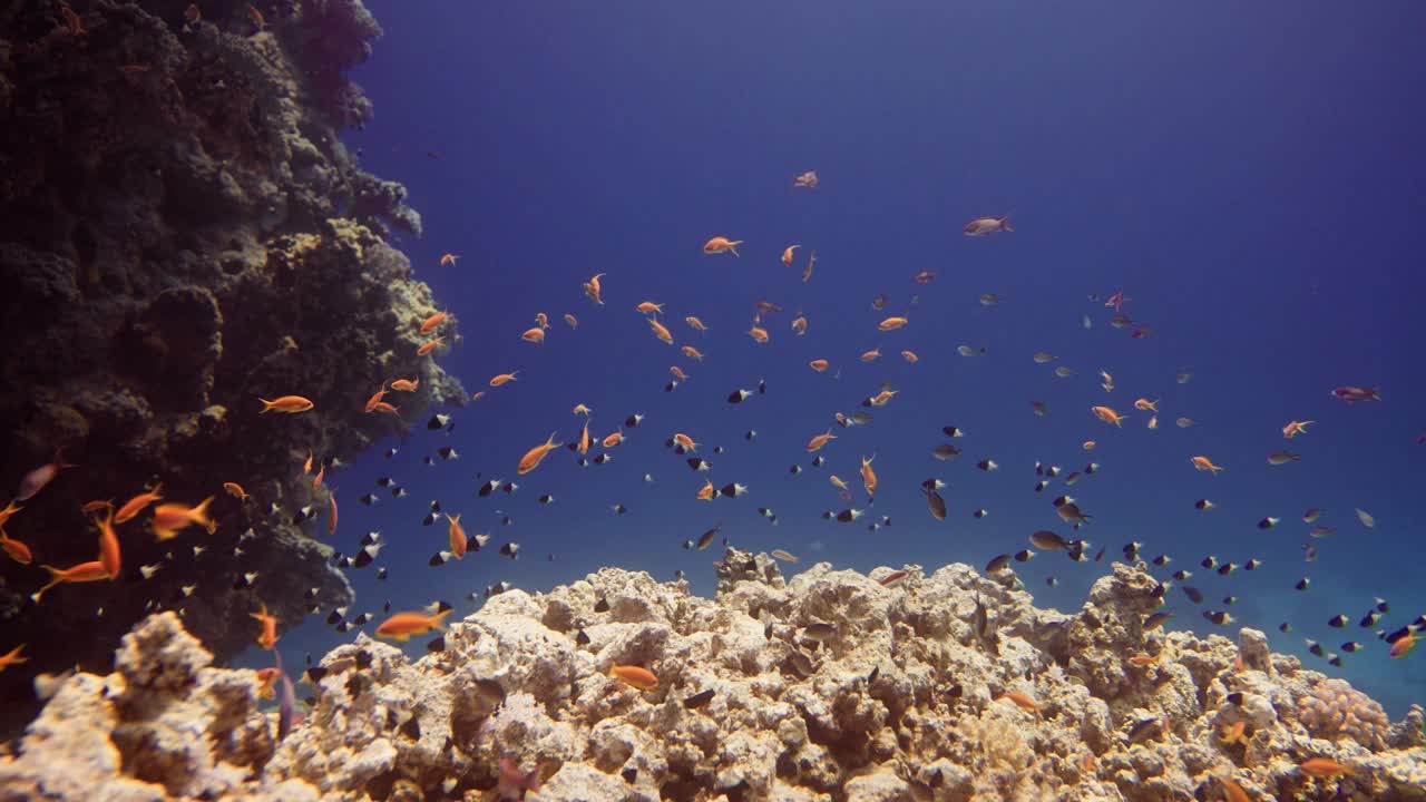 在红海的一个珊瑚礁上，一群半色半色的海豚和几十只海金龟一起游泳。视频素材