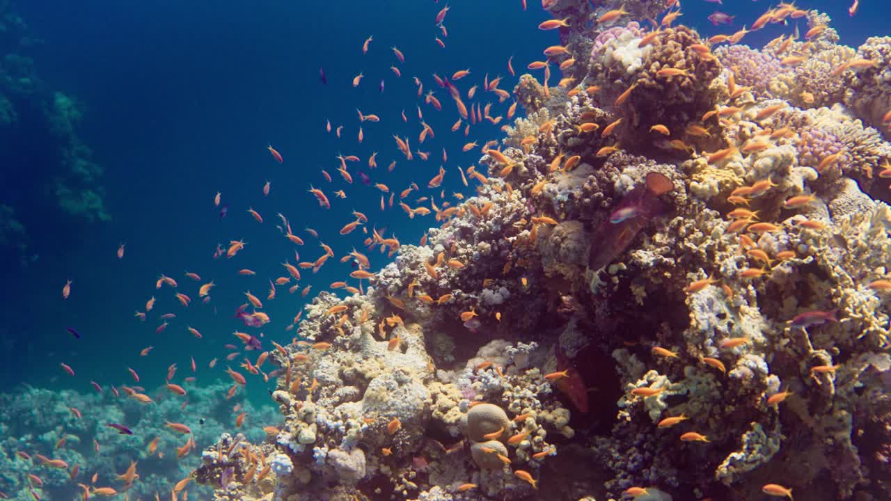 在红海的埃及，一群金色的海金龟在一块茂盛的珊瑚岩上一起游泳。视频素材